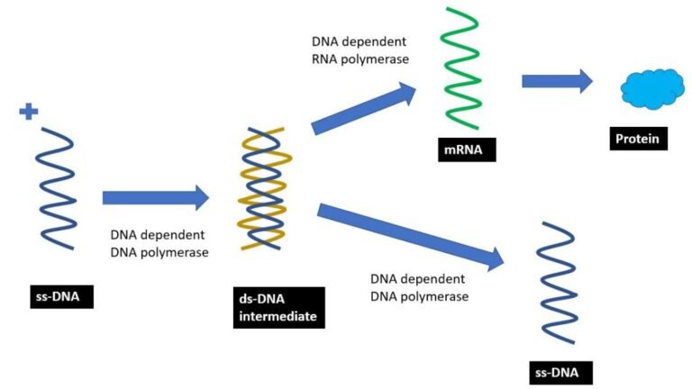 Virus – Baltimore classification