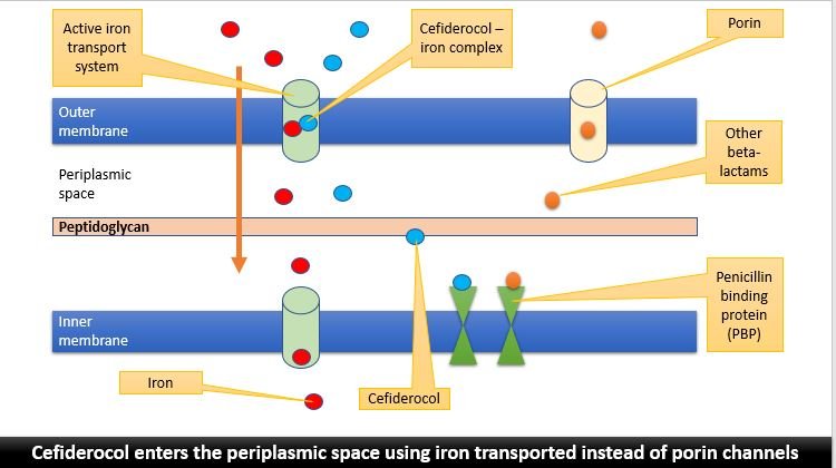 Active iron 
transport 
system 
Outer 
membrane 
Periplasmic 
space 
ido 
Inner 
membrane 
n 
Iron 
Cefiderocol — 
iron complex 
derocol 
Porin 
Other 
beta- 
lactams 
Penicillin 
binding 
protein 
(PBP) 
Cefiderocol enters the periplasmic space using iron transported instead of porin channels 